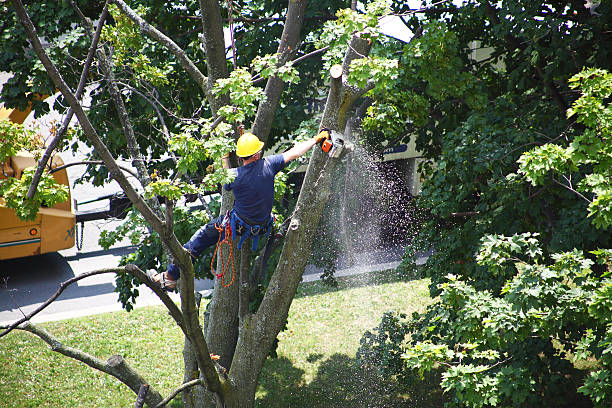 Lawn Pest Prevention in Holiday City Berkeley, NJ