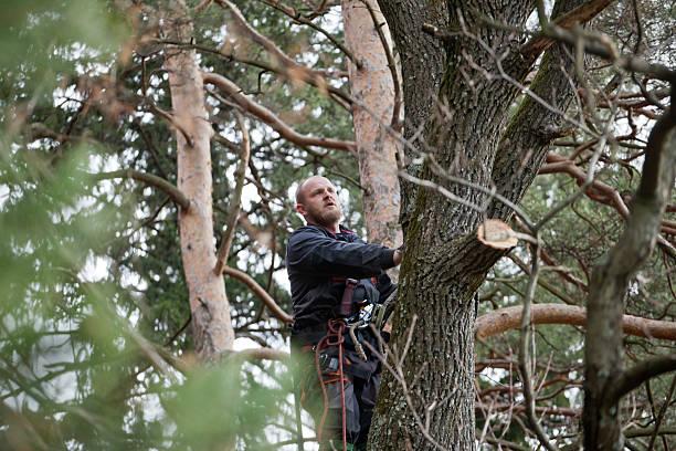 Reliable Holiday City Berkeley, NJ Tree Services Solutions